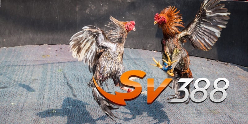 Lý do các Video đá gà của nhà cái SV388 được đánh giá cao